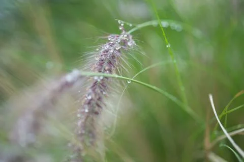 Water droplets on flora. Foto stock