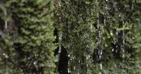 Water droplets flow down from the plants, close-up, 4K slomo Stock Footage 249752440