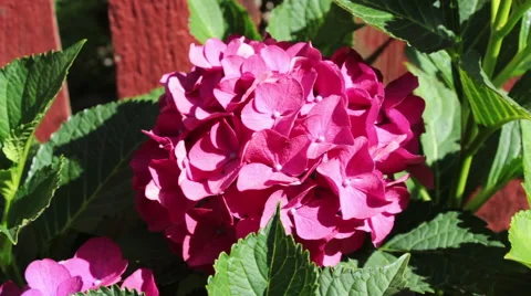 Water Droplets On A Flower Stock-Footage 61345274