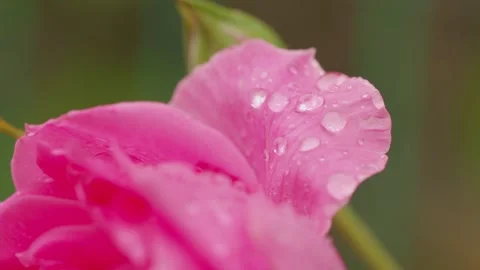 Water droplets on flowers - dew 動画素材 257529279