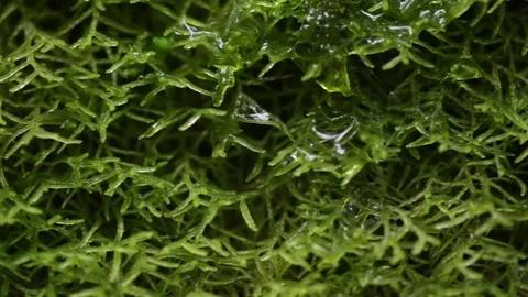 Water droplets on foilage Video stock 77050530