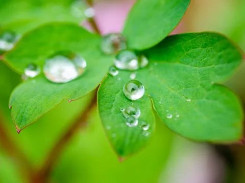 Water Droplets on Foliage Stock Photos