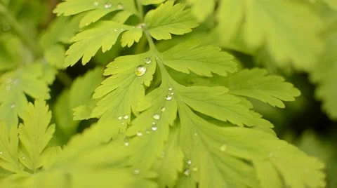 Water droplets in the forest Stock Footage 11866531