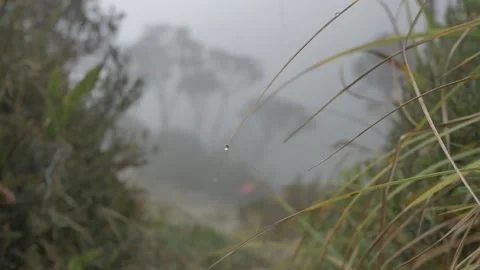 Water droplets of grass Stock Footage 281173091