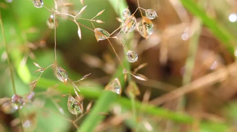Water droplets on the grass. macro Video stock 8601585