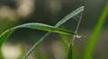Water droplets on green grass, morning freshness, nature closeup HD Footage