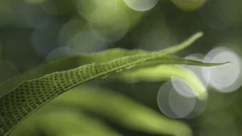 Water droplets on green leaf Stock Footage 74906922