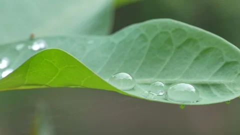 Water droplets on the green leaf Stock Footage 120742898