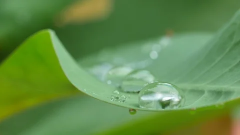 Water droplets on the green leaf Stock Footage 120742908