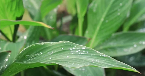 Water droplets on green leaf. Stock Footage 132912282