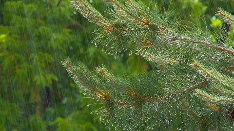 Water droplets hang from needles of pine tree during rain storm. Video stock 40269504