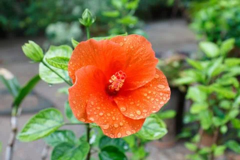 Water droplets on a hibiscus flower Stock Photos