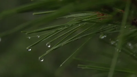 Water droplets hitting needle Stock Footage 100137990