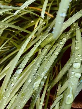 Water Droplets I Post-Rainfall Storm Southern California Stock Photos