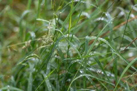Water Droplets on Intersecting Green Grass Blades Stock Photos