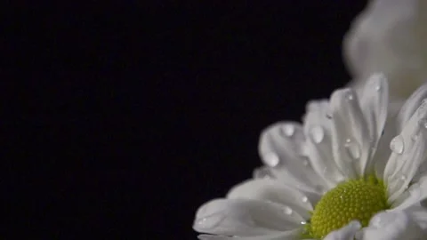 Water droplets on large daisies Video stock 137178733