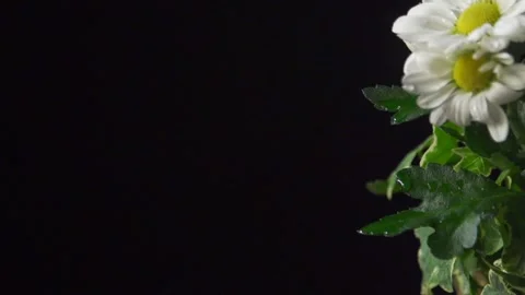 Water droplets on large daisies (pull focus) Video stock 137177364