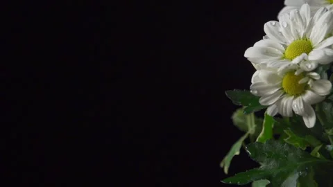 Water droplets on large daisies (pull focus) Video stock 137177366