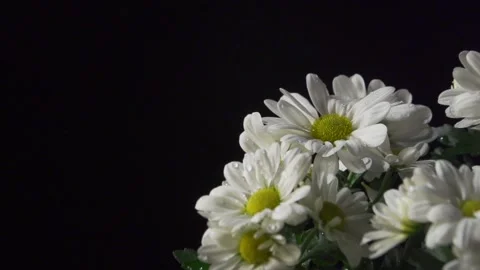 Water droplets on large daisies (pull focus) Video stock 137177374