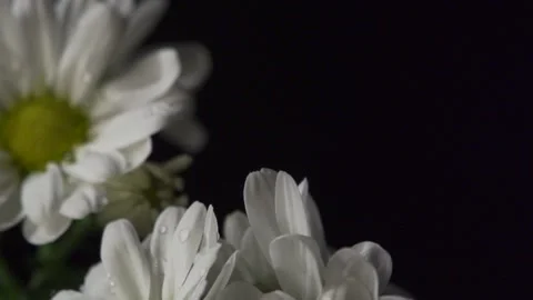 Water droplets on large daisies (pull focus) Video stock 137178554
