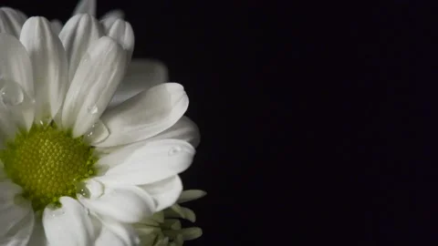 Water droplets on large daisies (pull focus) Video stock 137178562