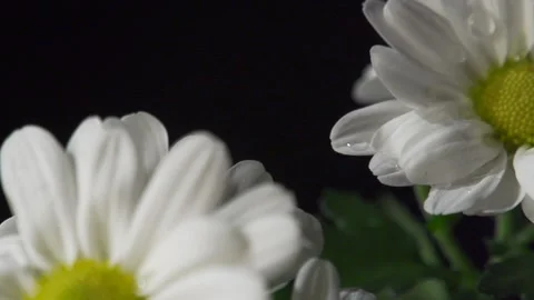 Water droplets on large daisies (pull focus) Video stock 137178563
