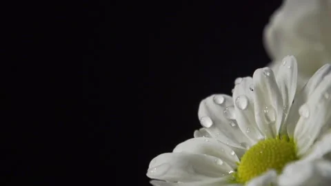 Water droplets onto large daisies (pull focus) Stock Footage