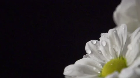 Water droplets on large daisies (static) Video stock 137177605