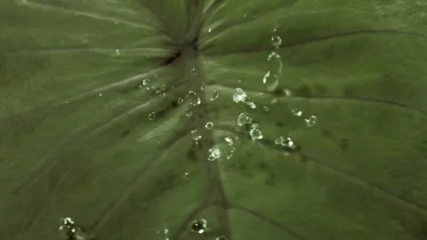 Water Droplets on Large Green Leaf Surface 스톡 동영상 327193750