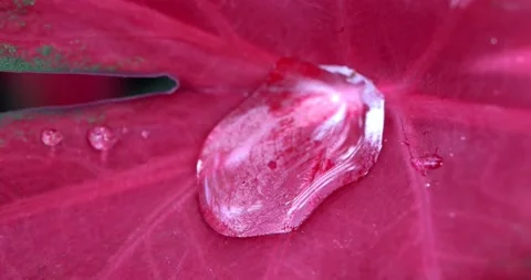 Water droplets on a large red leaf Stock Footage 205422978