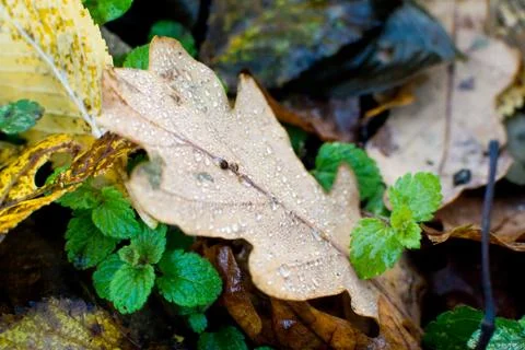 Water droplets on a leaf close up Stock Photos