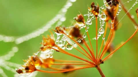 Water droplets on the leaf Stock Footage 8848492