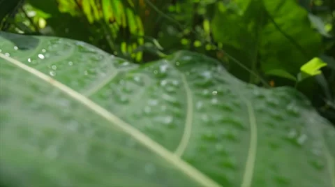Water droplets on leaf 動画素材 56190800