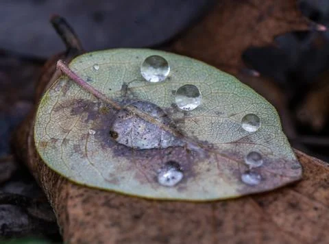 Water droplets on a leaf on the ground macro close up shot Stock Photos
