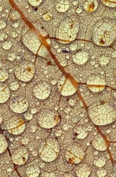 Water droplets on leaf Fotos Stock