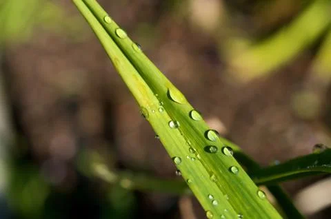 Water droplets on leaf Stock Photos