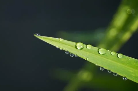 Water droplets on leaf Stock Photos