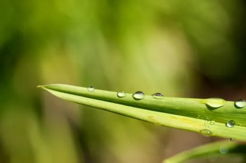 Water droplets on leaf Stock Photos