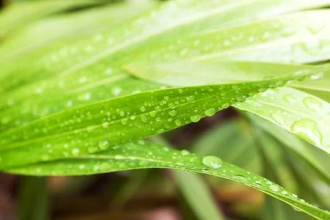 Water droplets on leaf Foto stock