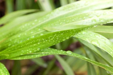 Water droplets on leaf Stock Photos