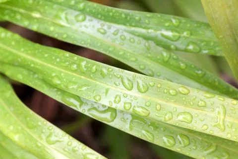Water droplets on leaf Stock Photos