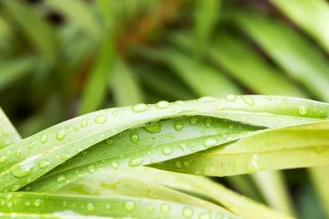 Water droplets on leaf Stock Photos