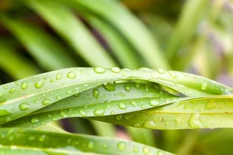 Water droplets on leaf Stock Photos