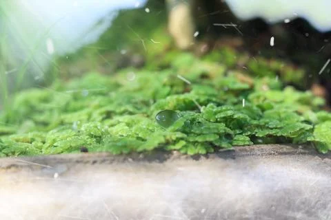 Water droplets on leaf Stockfoto's