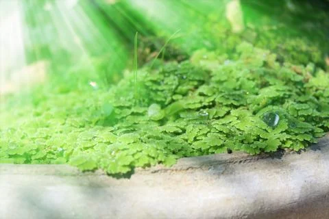Water droplets on leaf 스톡 사진