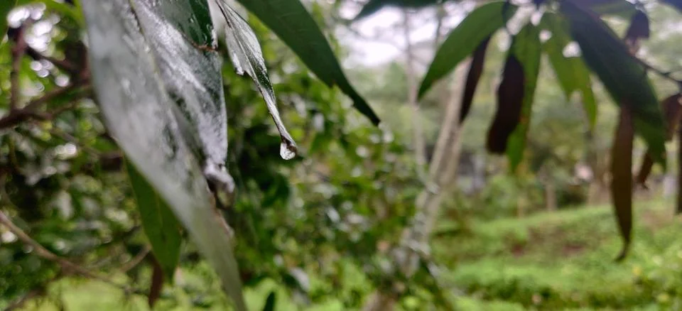 Water droplets on a leaf Stock Photos
