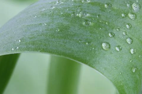 Water droplets on leaf Foto stock