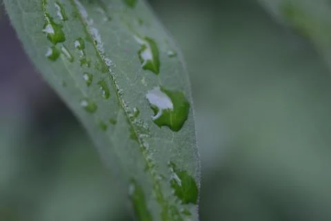Water Droplets on a Leaf Stock Photos