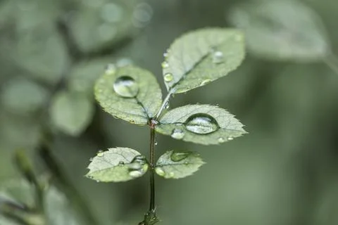 Water droplets on leaf Stock Photos