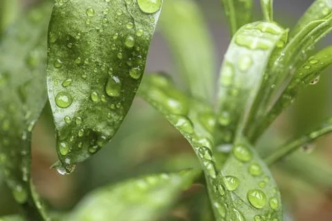 Water droplets on leaf Stock Photos